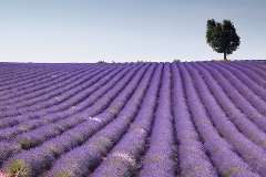 Developed within the provence