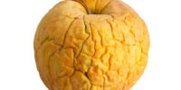 yellow wrinkled apple. aging skin concept